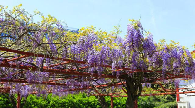 湖南草字頭生態(tài)環(huán)境建設有限公司,人造草坪假草皮,湖南雨水收集處理工藝
